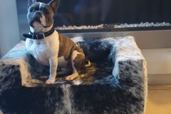 hondenbankje bekleed met koehuid
